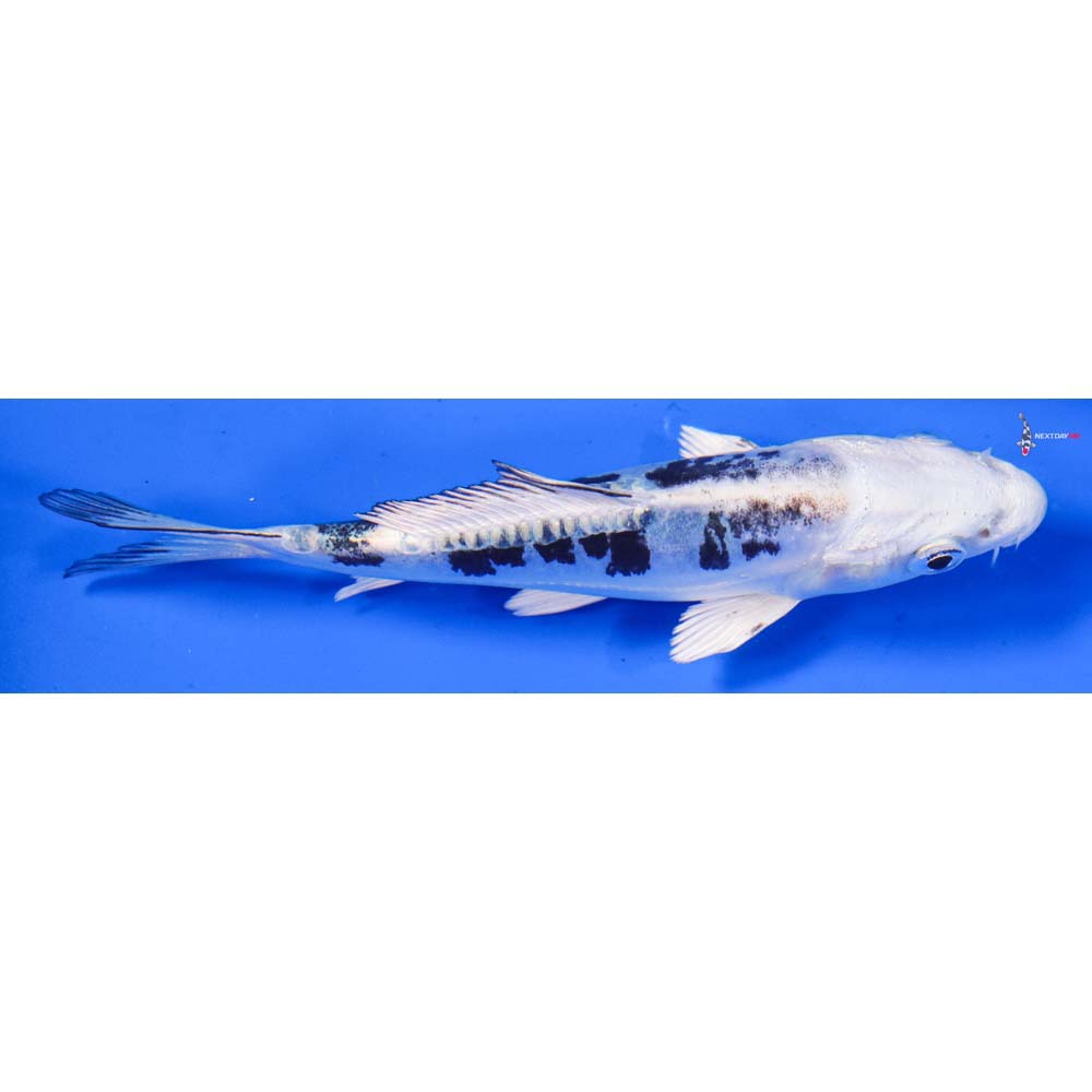 4.5” Imported Doitsu Shiro Bekko