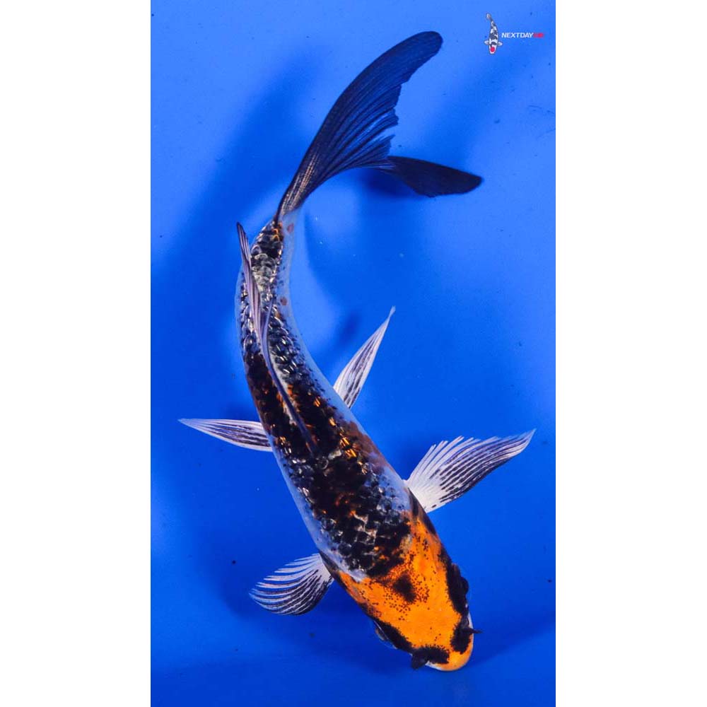 4” Imported Gin Rin Kujaku Butterfly Koi