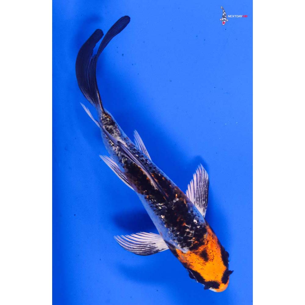 4” Imported Gin Rin Kujaku Butterfly Koi