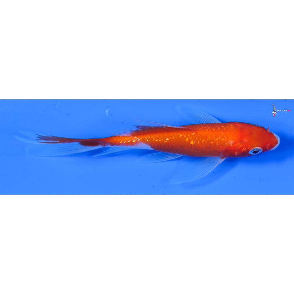 4” Imported Gin Rin Kohaku Butterfly Koi
