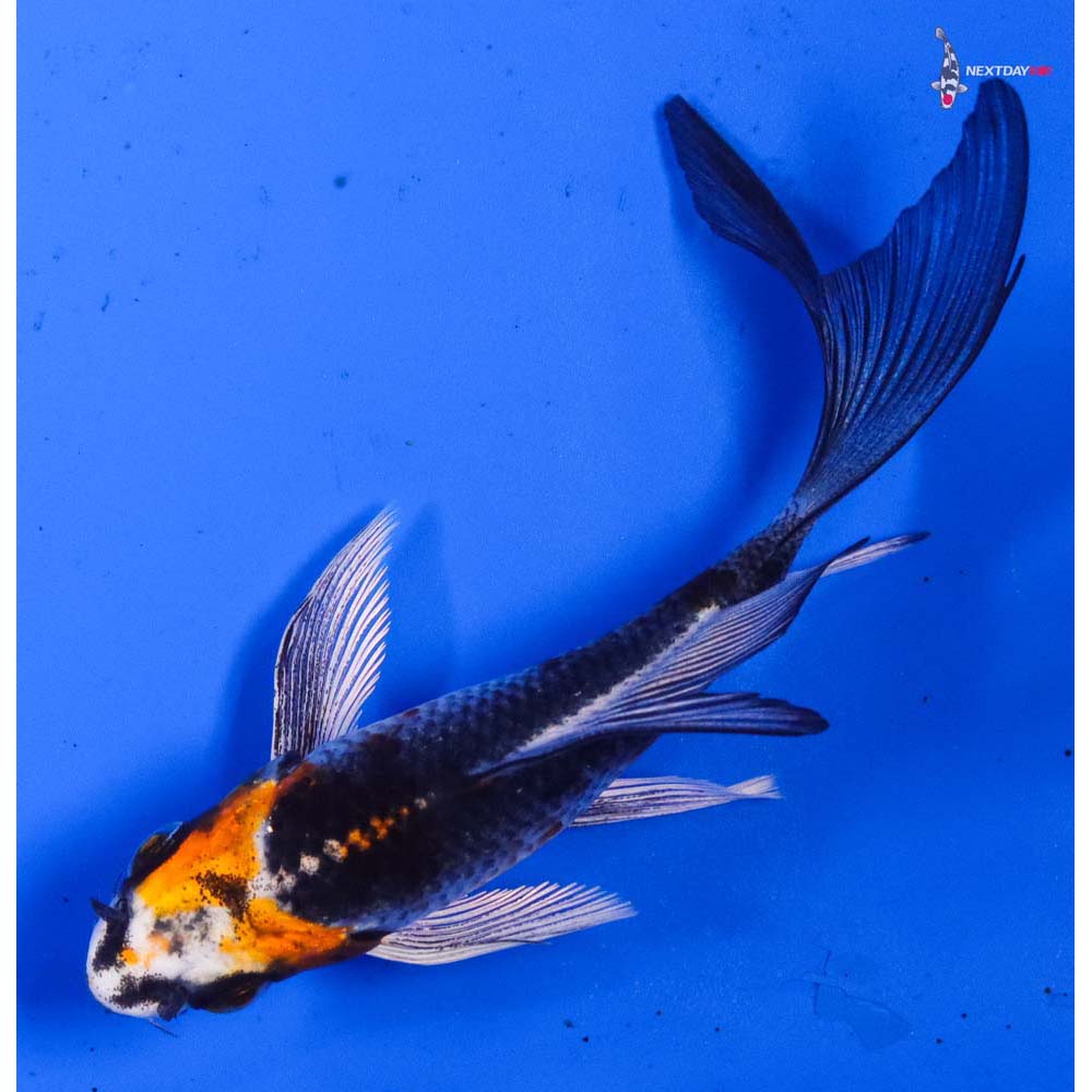 4.5” Imported Kujaku Butterfly Koi