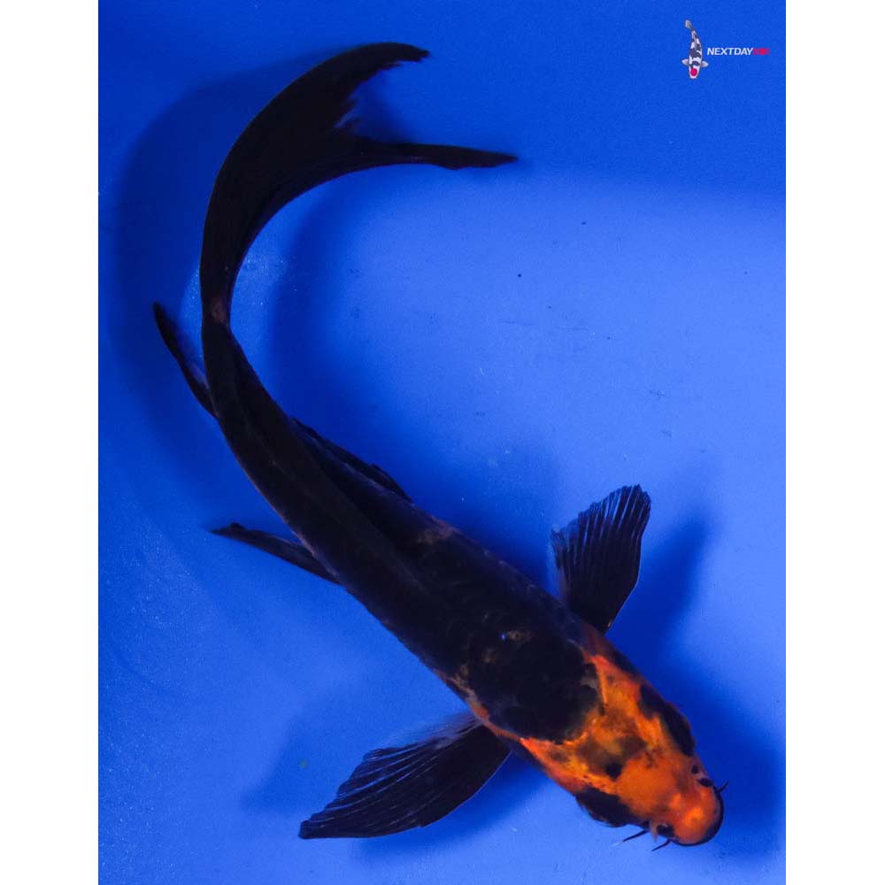 5” Imported Doitsu Kin Aka Bekko Butterfly Koi