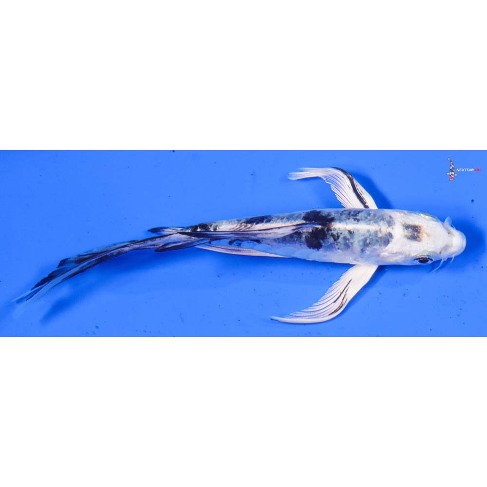 5” Imported Doitsu Gin Shiro Bekko Butterfly Koi