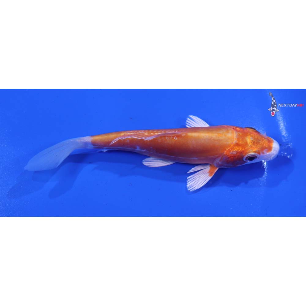 4.5” Imported Kikusui