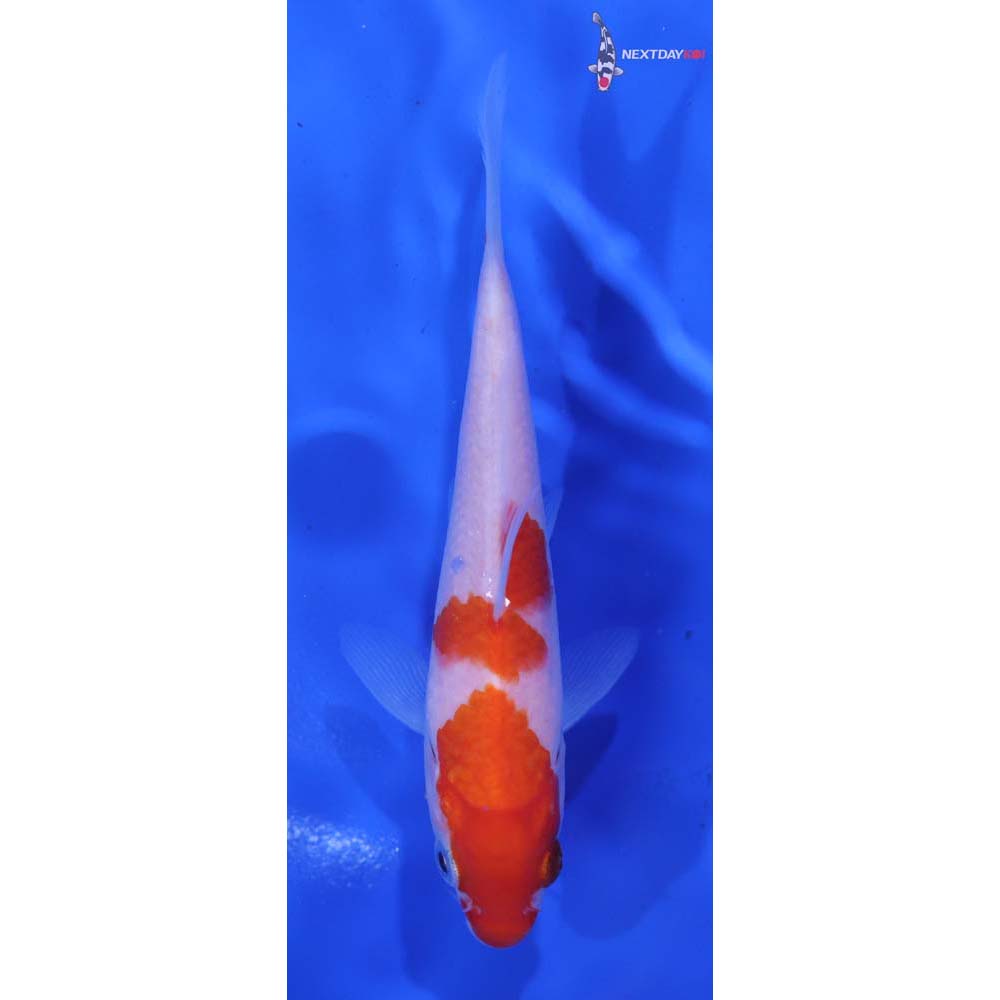 4.5” Imported Kohaku