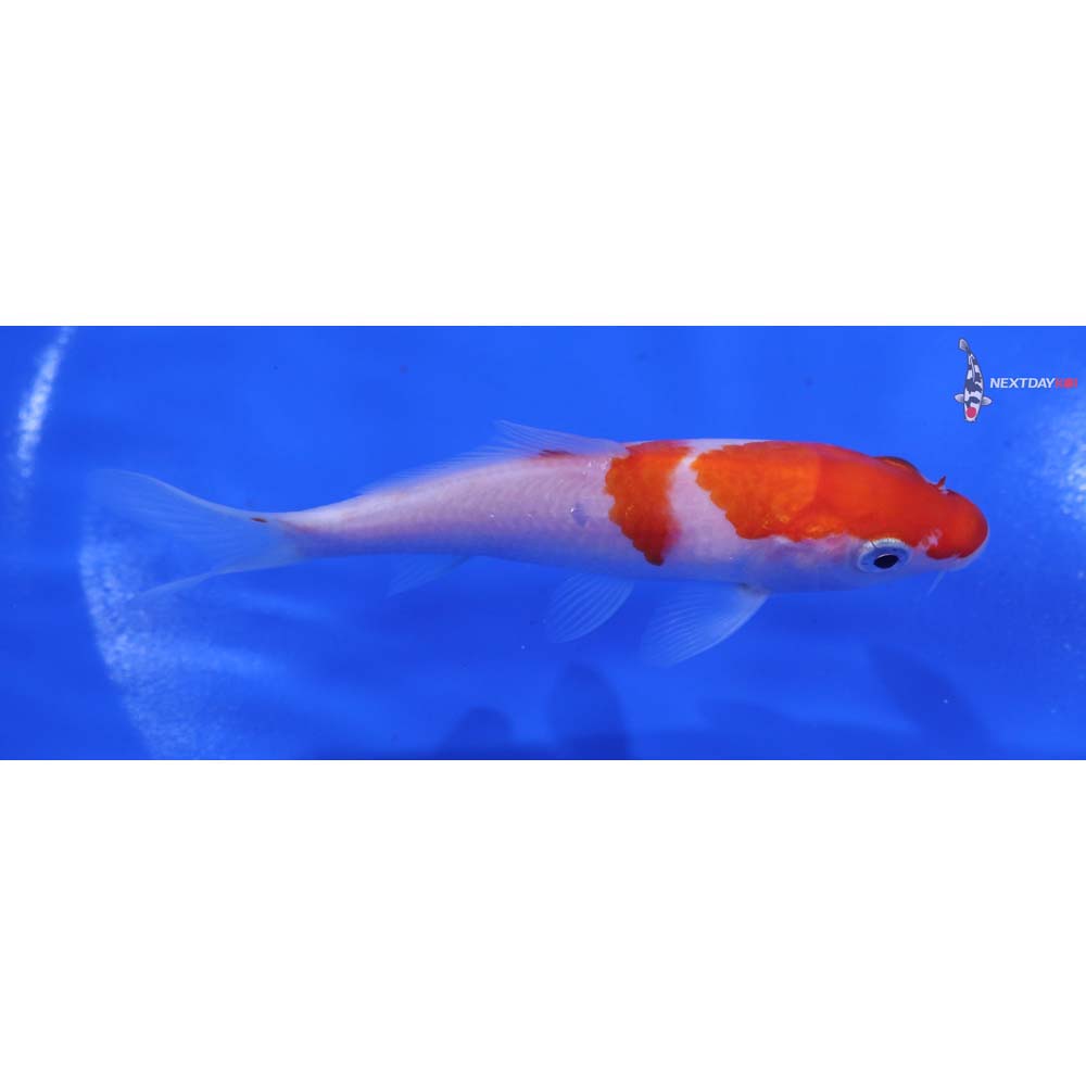 4.5” Imported Kohaku