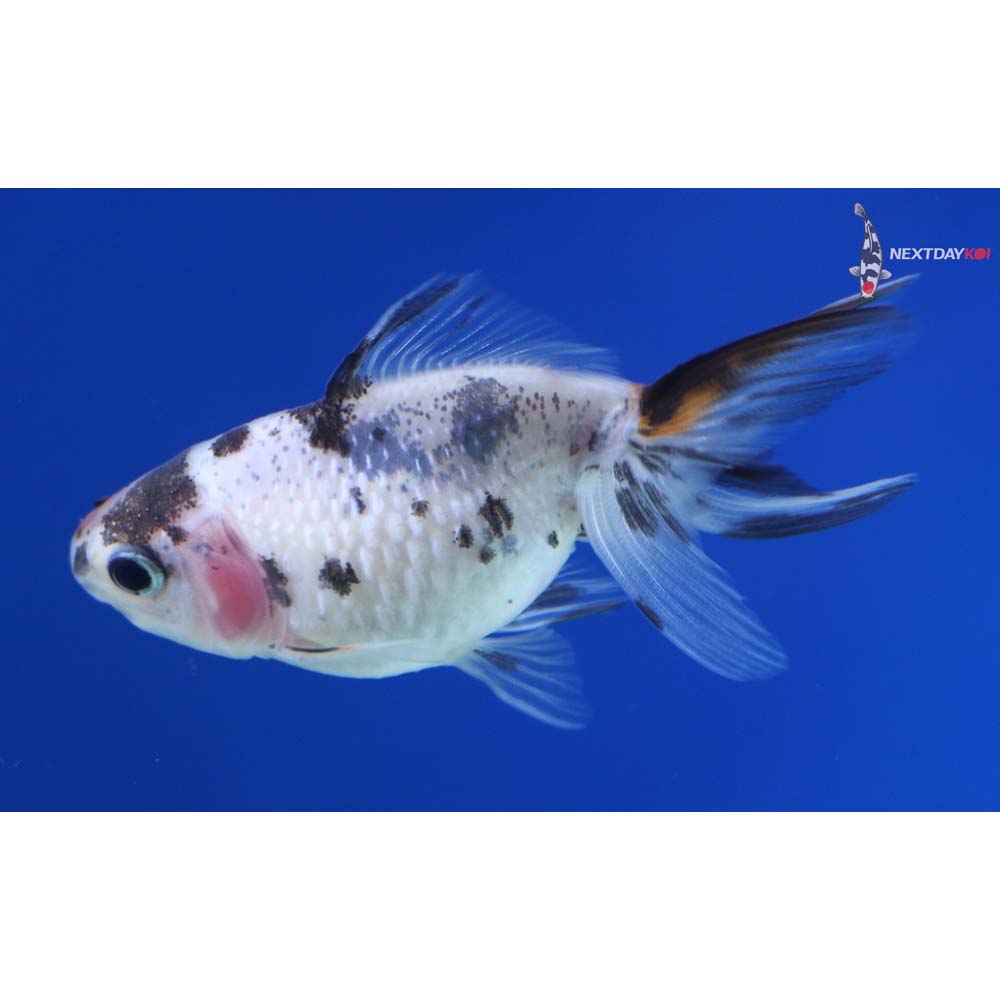 2.5” Imported Calico Pearlscale