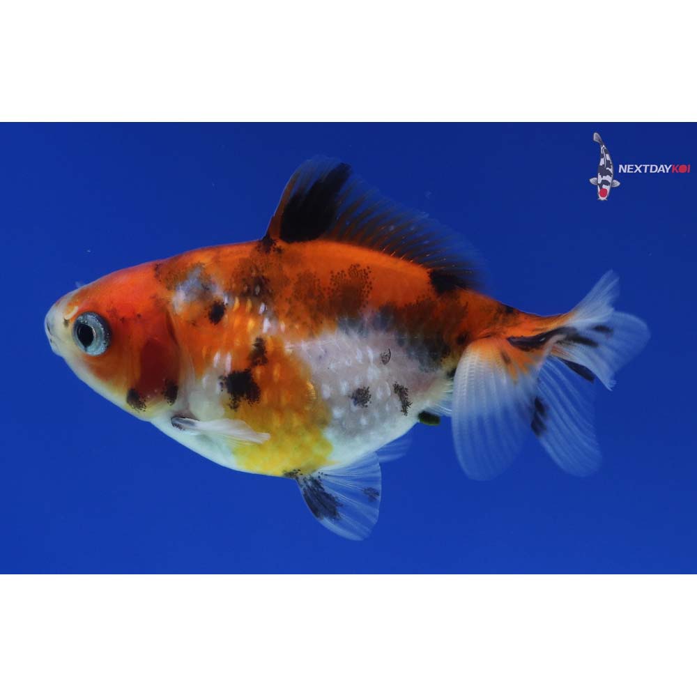 2.5” Imported Calico Pearlscale