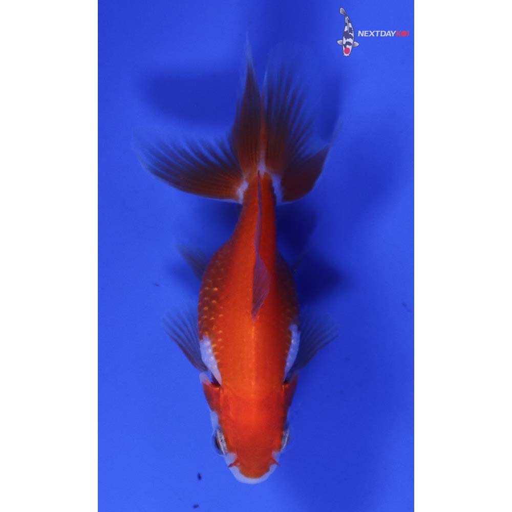 2.5” Imported Red and White Pearlscale