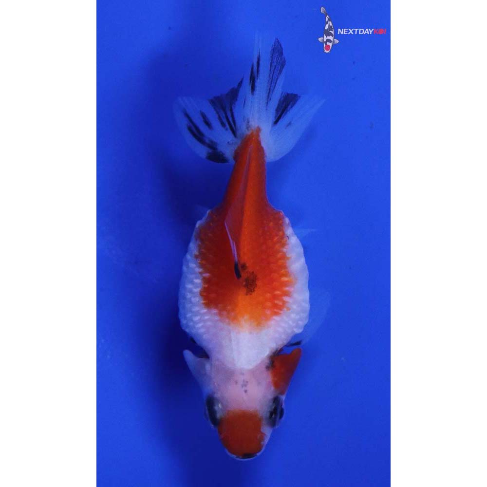 2” Imported Calico Pearlscale