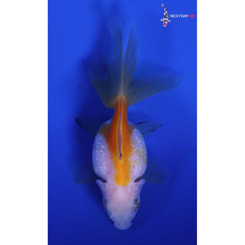 2.5” Imported Yellow and White Pearlscale