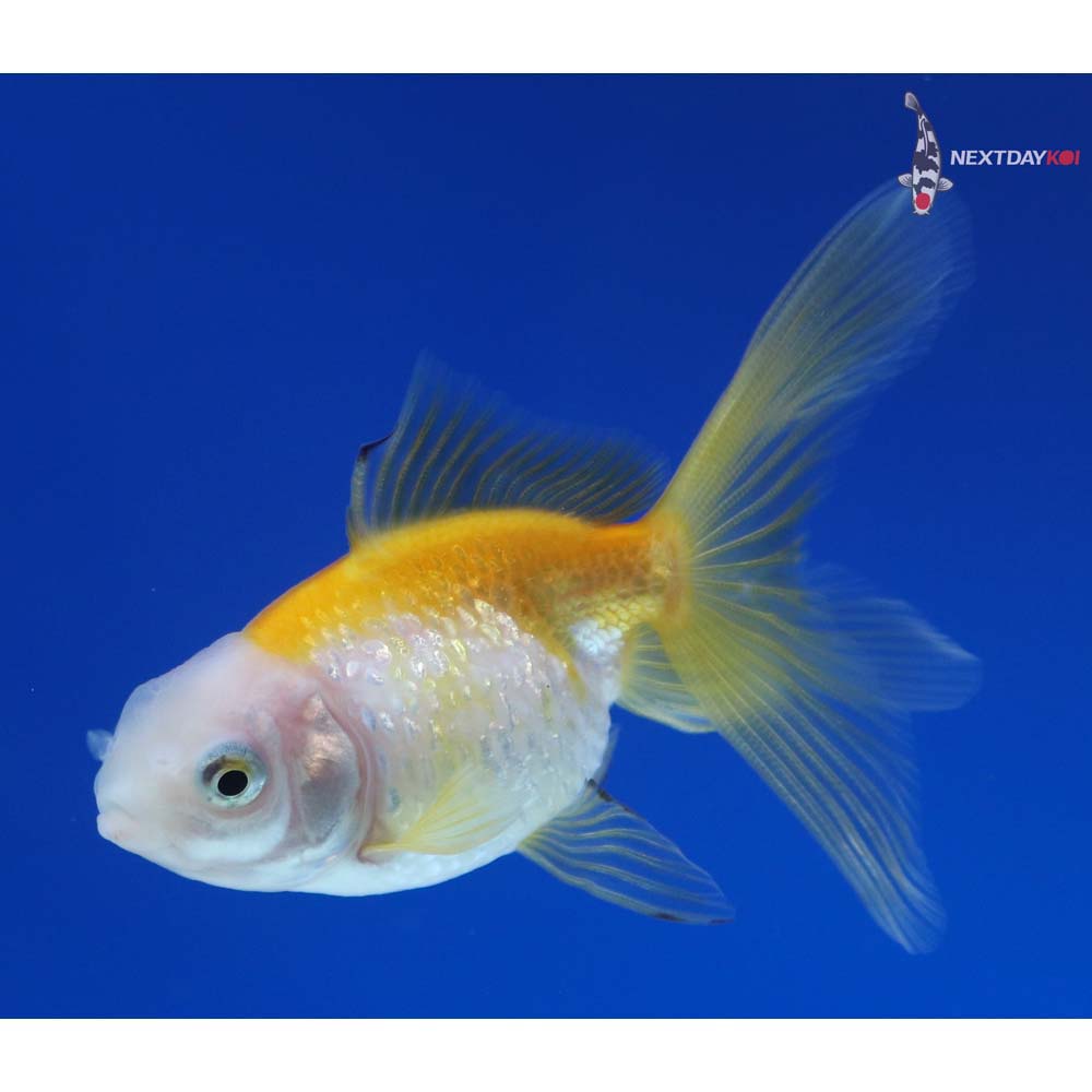 2.5” Imported Yellow and White Pearlscale