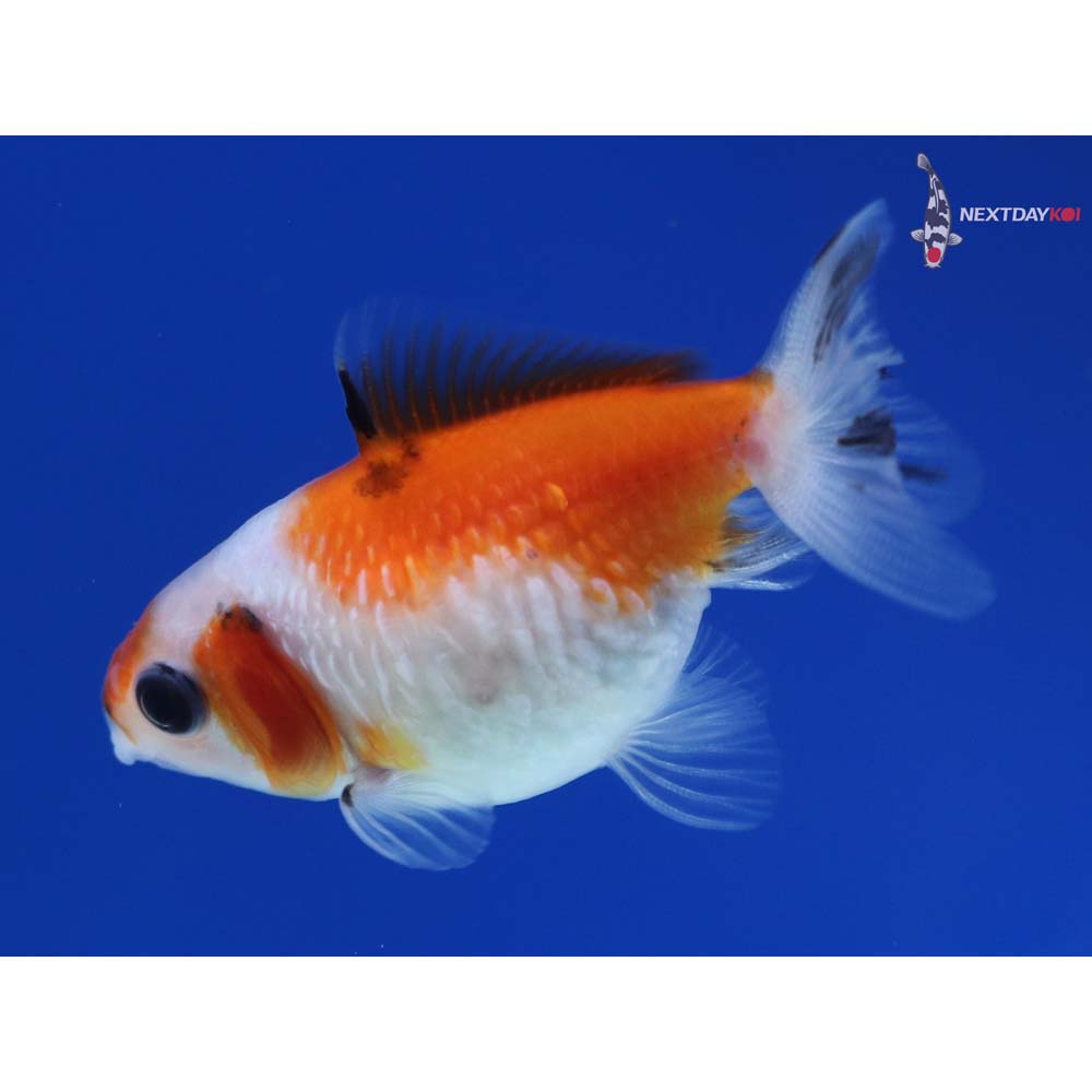 2” Imported Calico Pearlscale