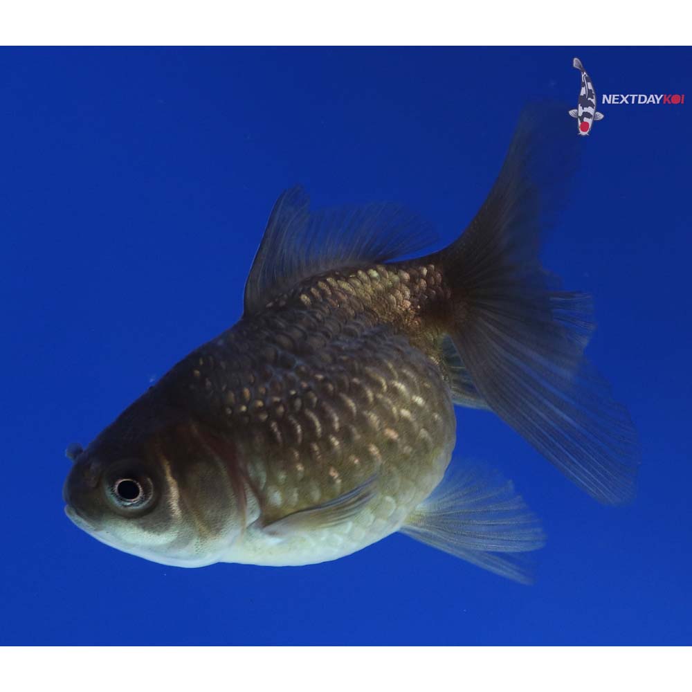 2.5” Imported Black Pearlscale