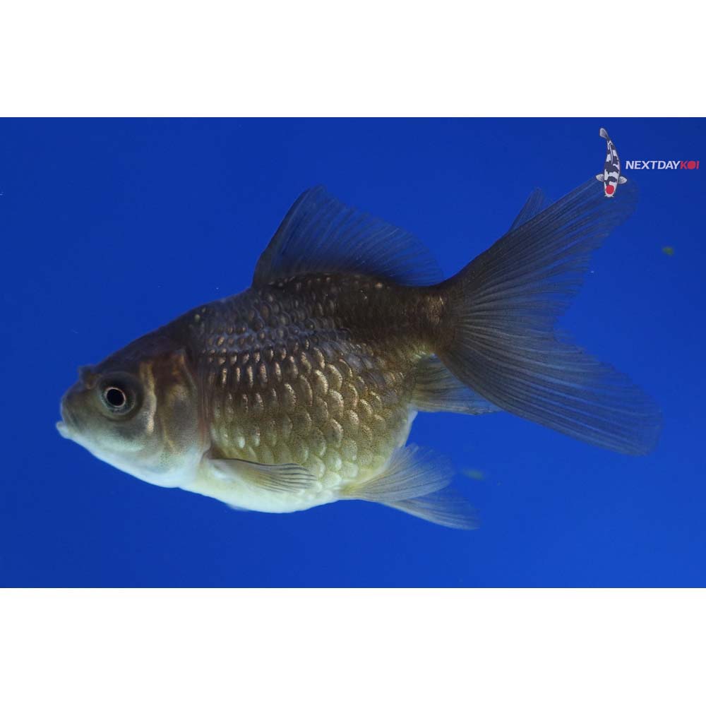 2.5” Imported Black Pearlscale