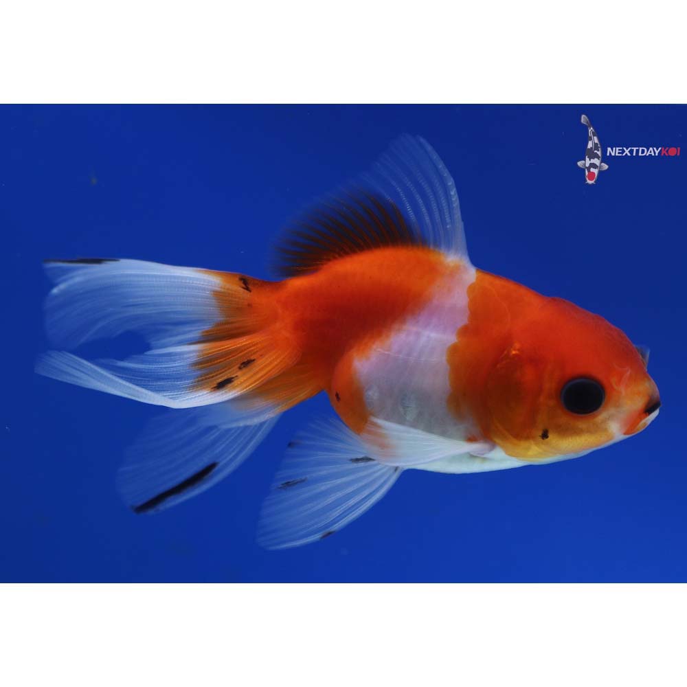 3.5” Imported Calico Oranda