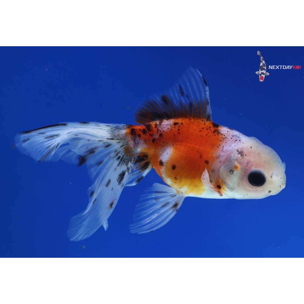 3.5” Imported Calico Oranda
