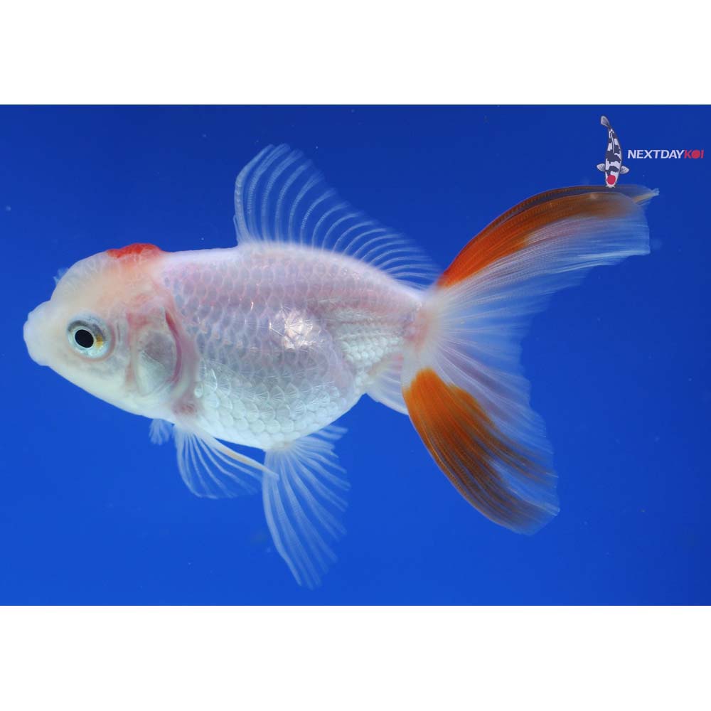 3.5” Imported Red and White Oranda
