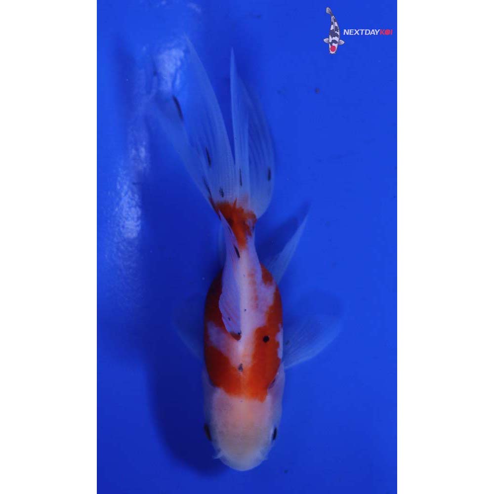 3.5” Imported Calico Oranda