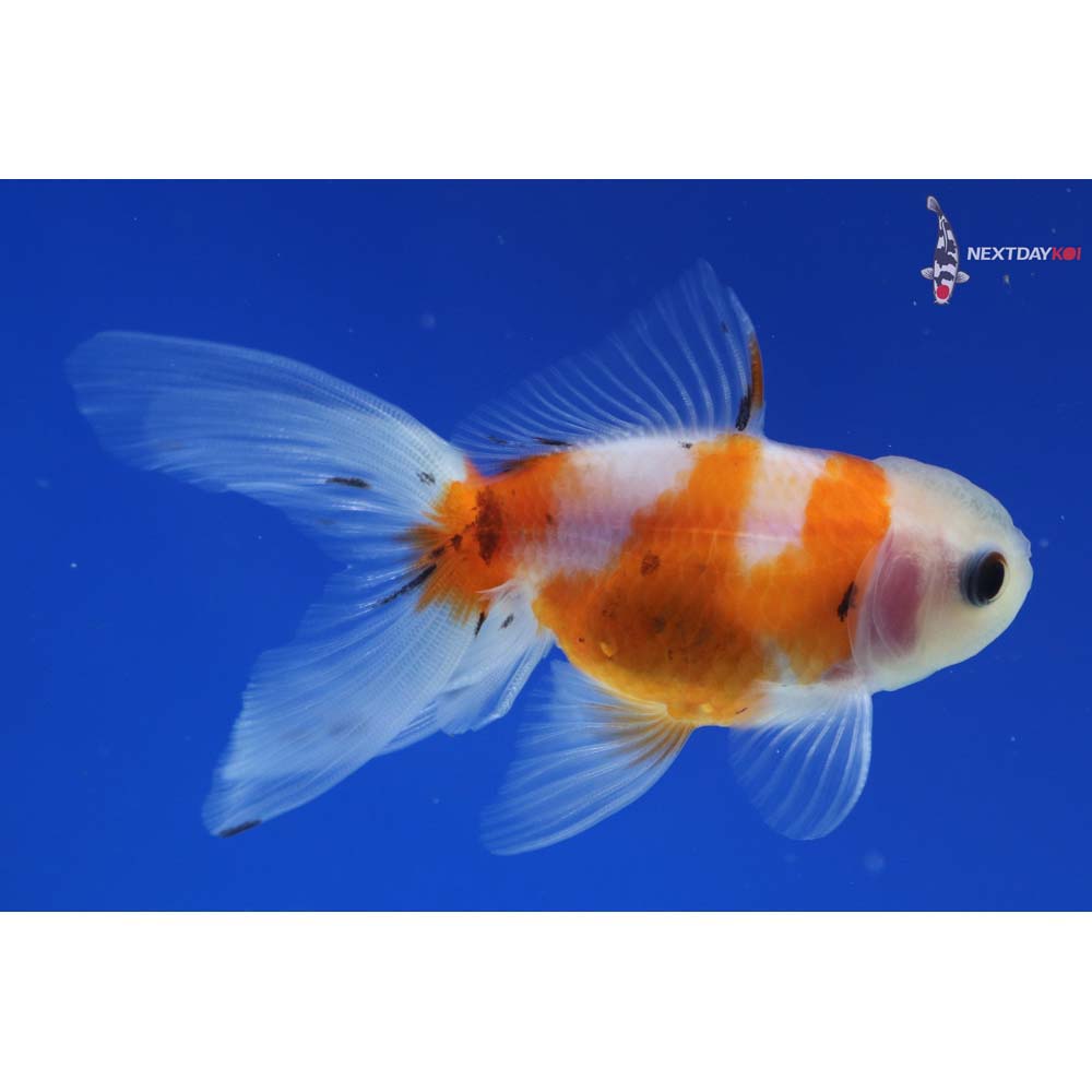 3.5” Imported Calico Oranda