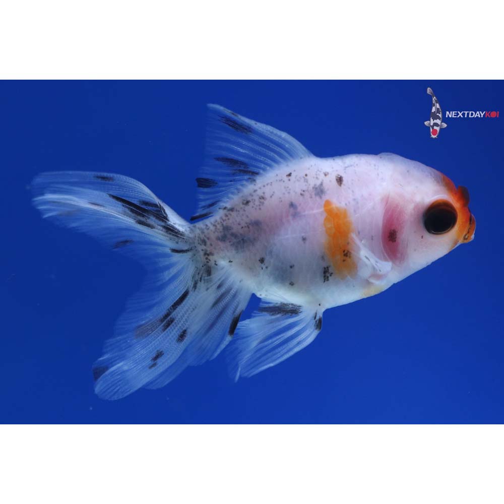 3” Imported Calico Oranda