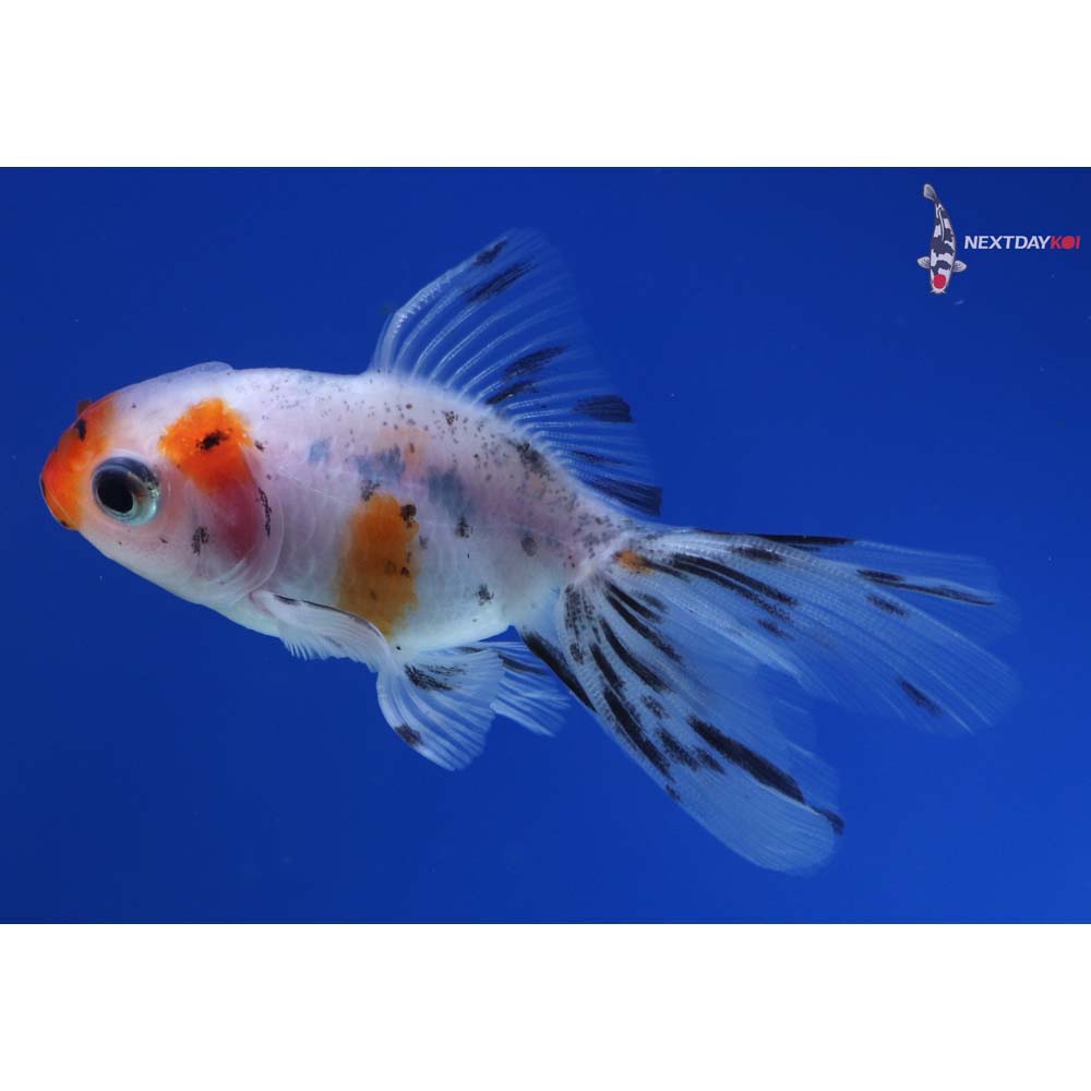 3” Imported Calico Oranda