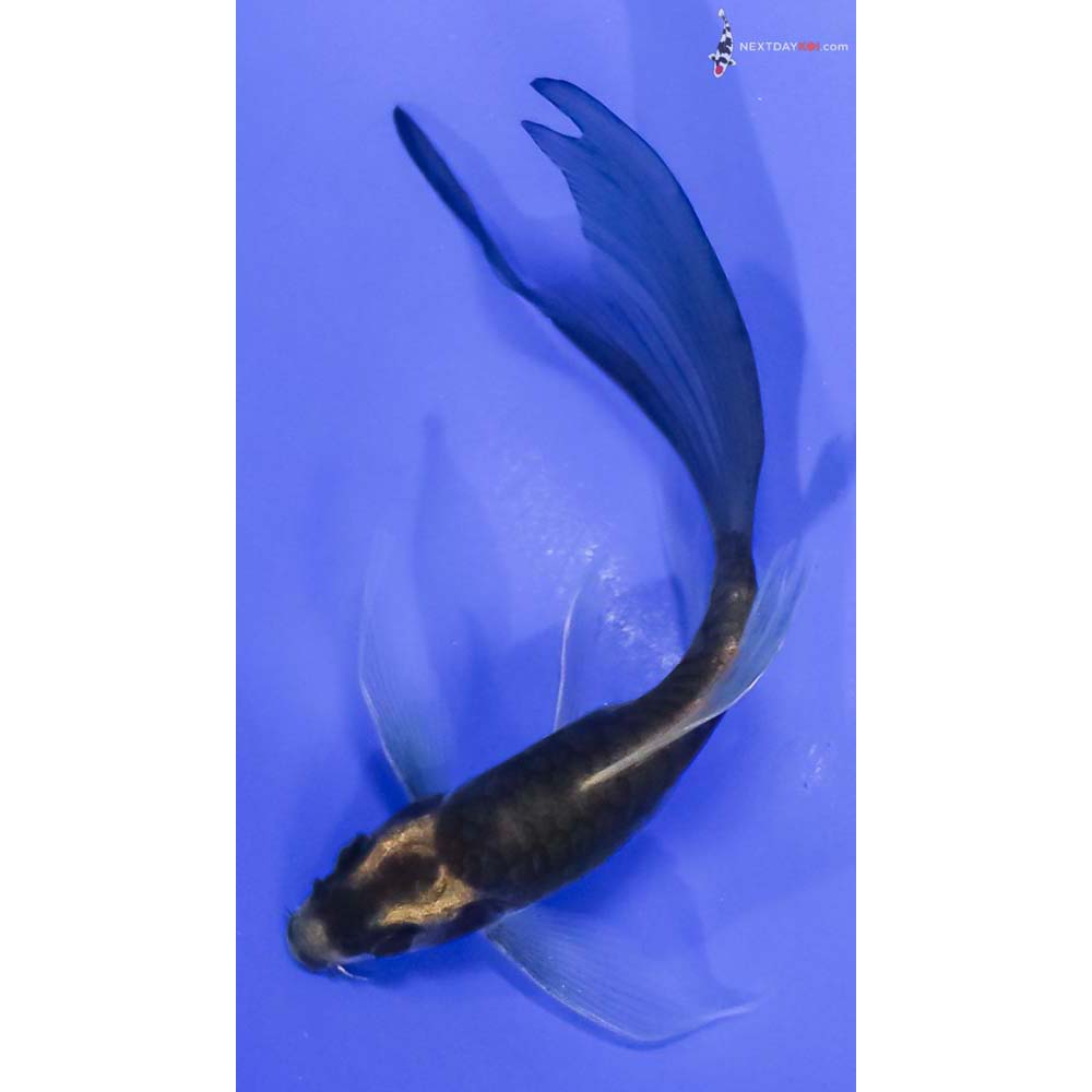 4.5” Imported Armor Scaled Kin Kikokuryu Butterfly Koi