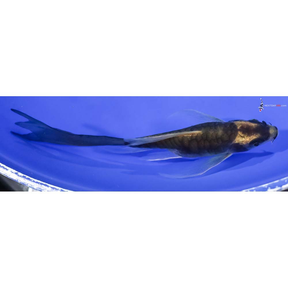 4.5” Imported Armor Scaled Kin Kikokuryu Butterfly Koi