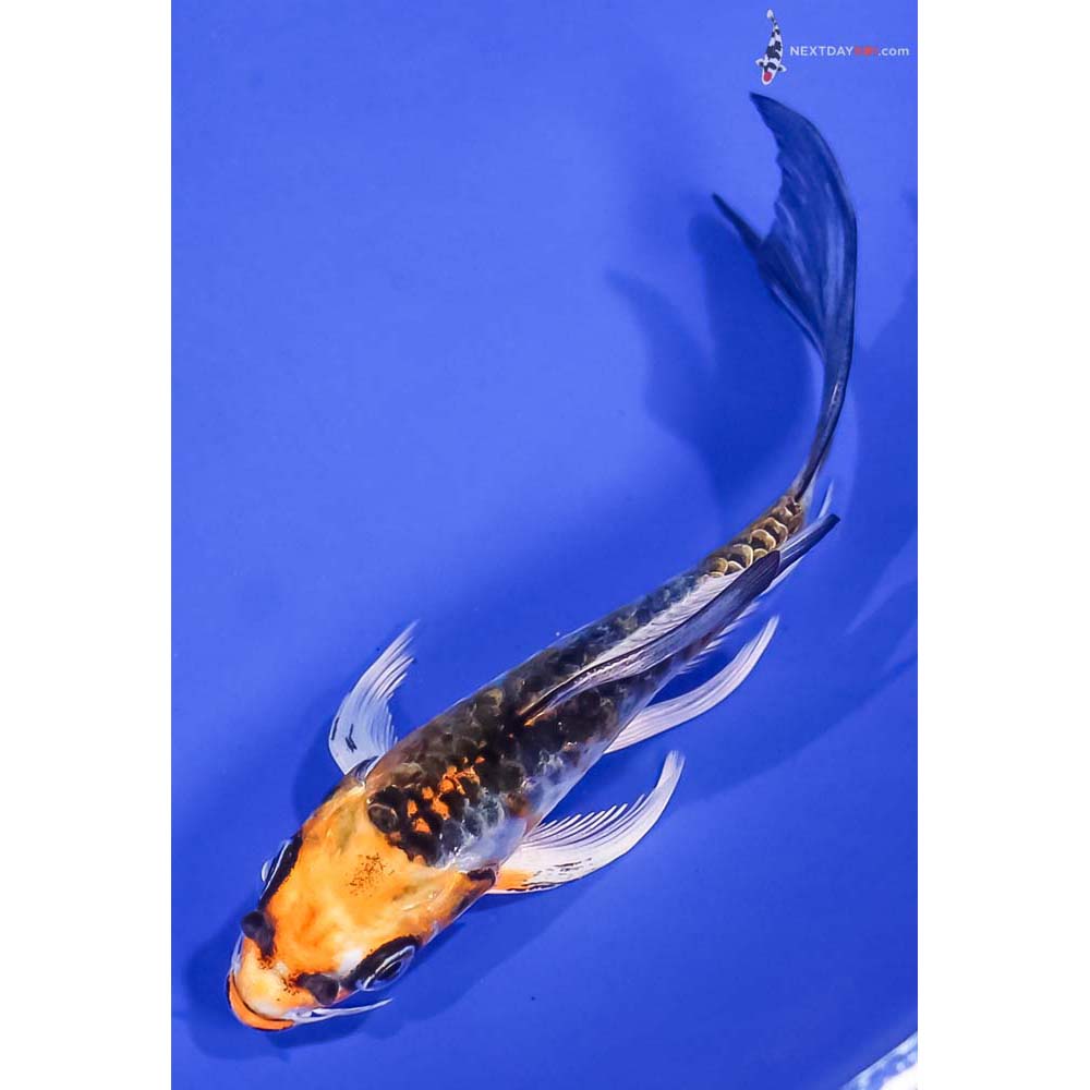 4.5” Imported Armor Scaled Kujaku Butterfly Koi