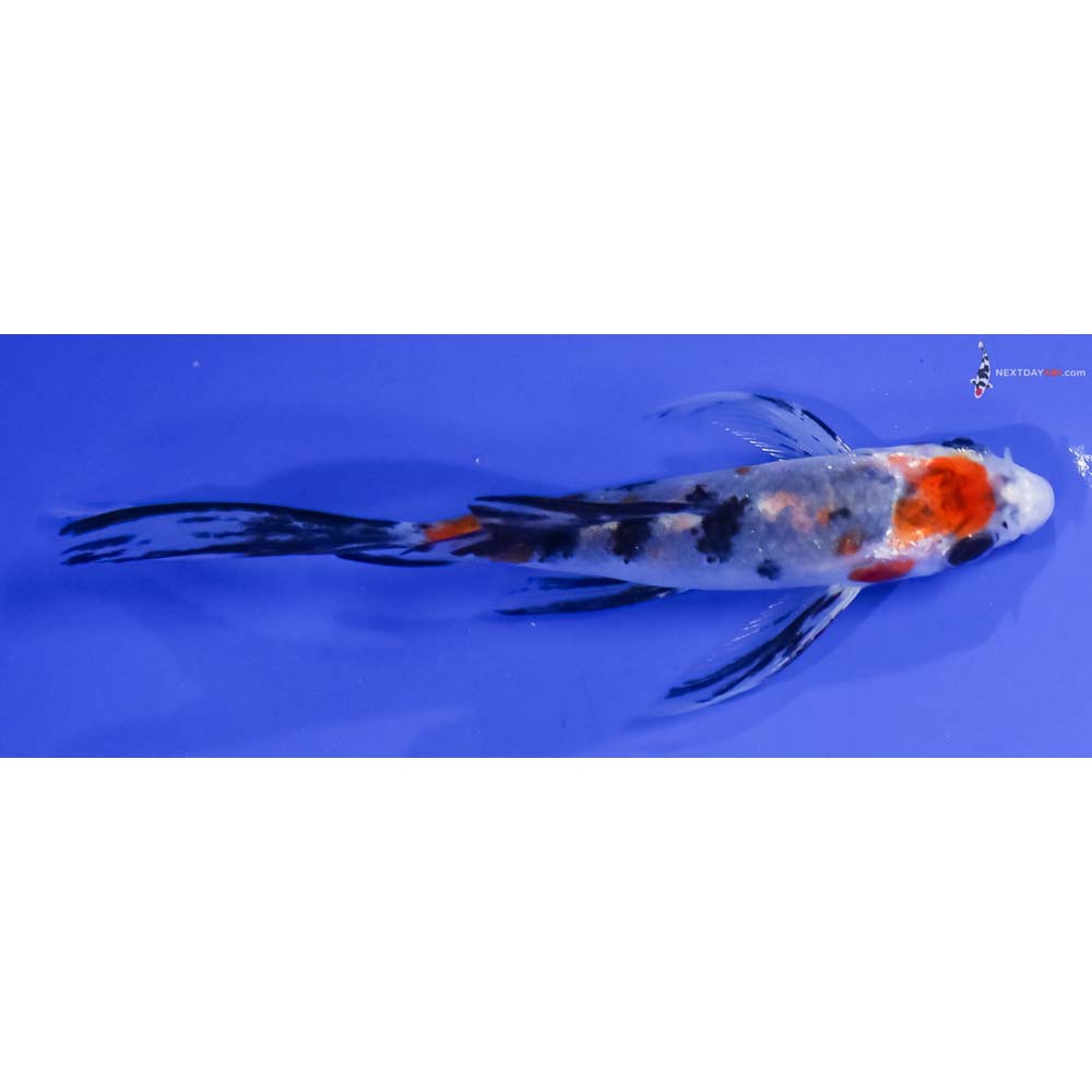 4.5” Imported Glass Fin Sanke Butterfly Koi