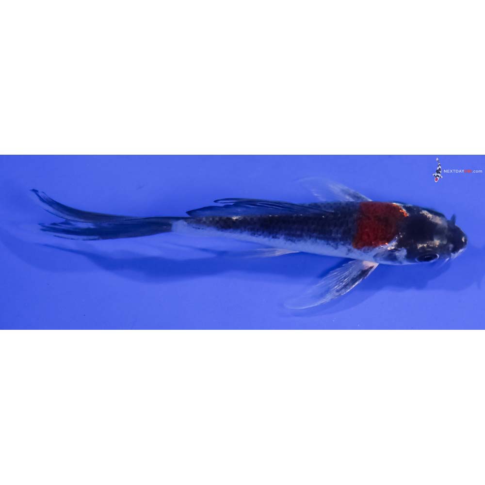 4.5” Imported Kujaku Butterfly Koi