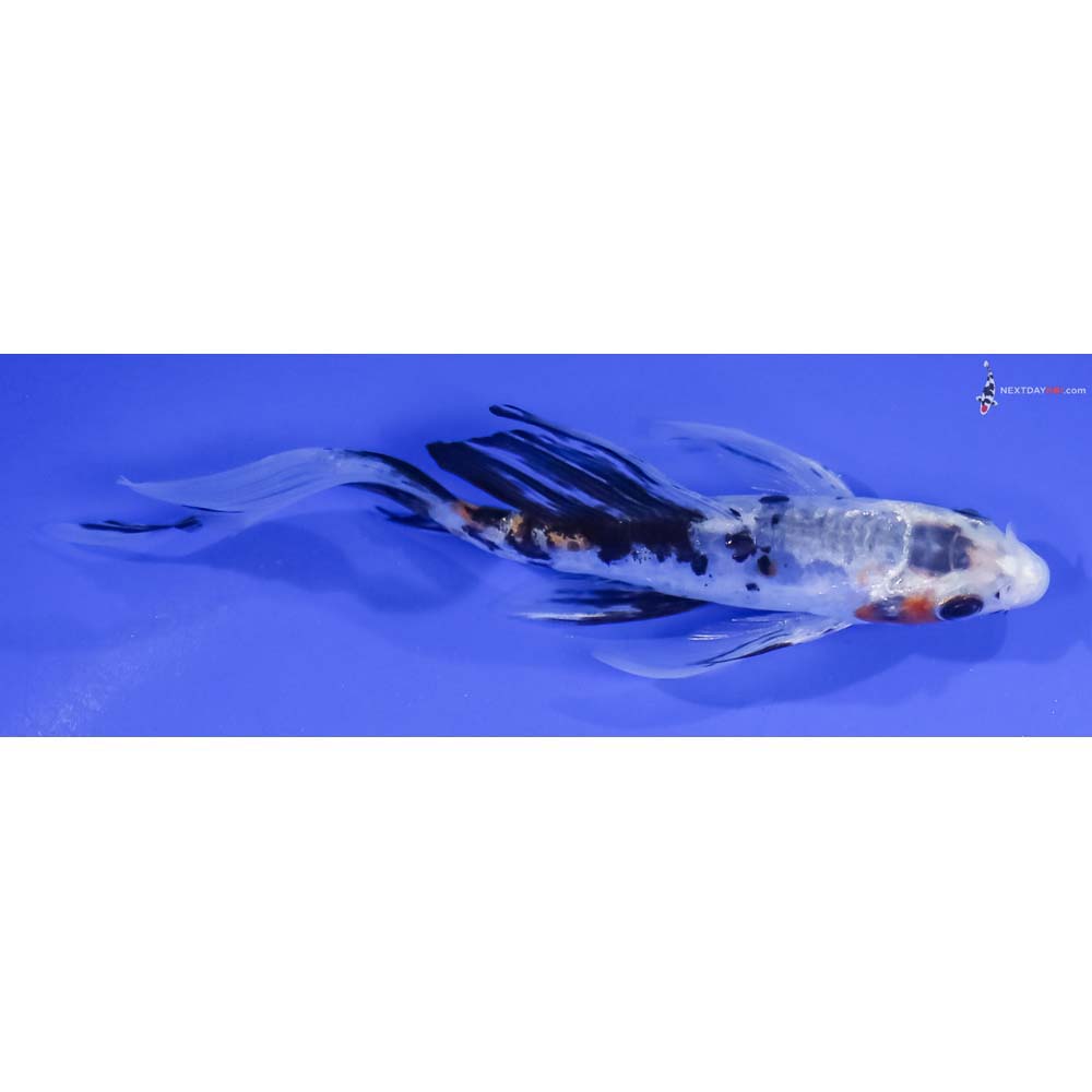 5” Imported Glass Fin Doitsu Sanke Butterfly Koi