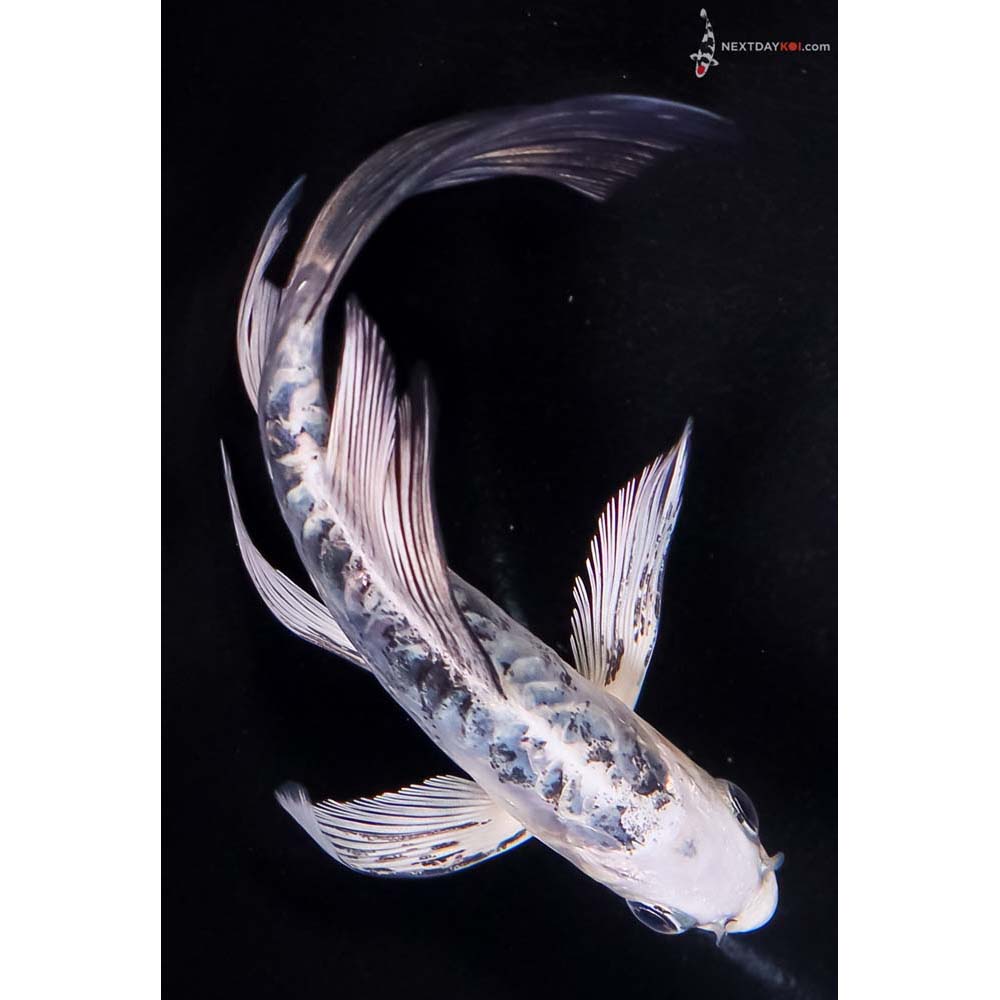 5” Imported Doitsu Blue Gin Shiro Bekko Butterfly Koi