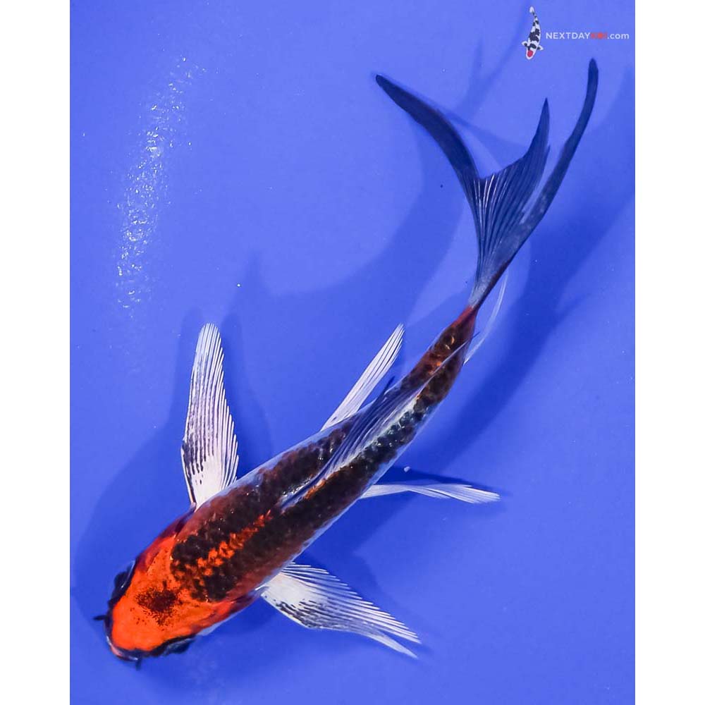 5” Imported Kujaku Butterfly Koi