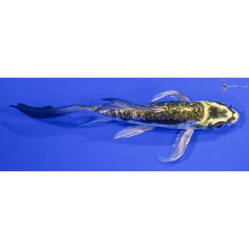 5” Imported Gin Rin Kin Kikokuryu Butterfly Koi
