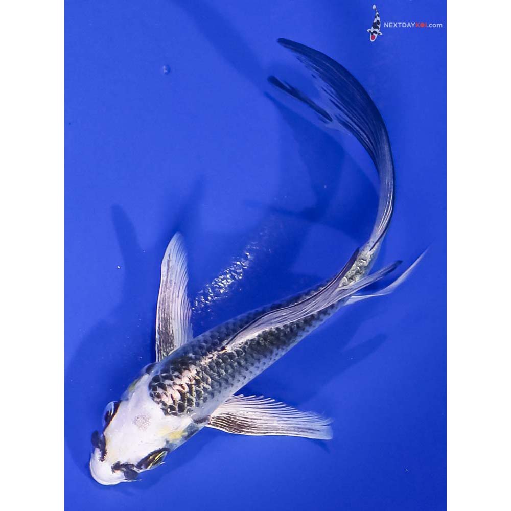 5” Imported Kujaku Butterfly Koi