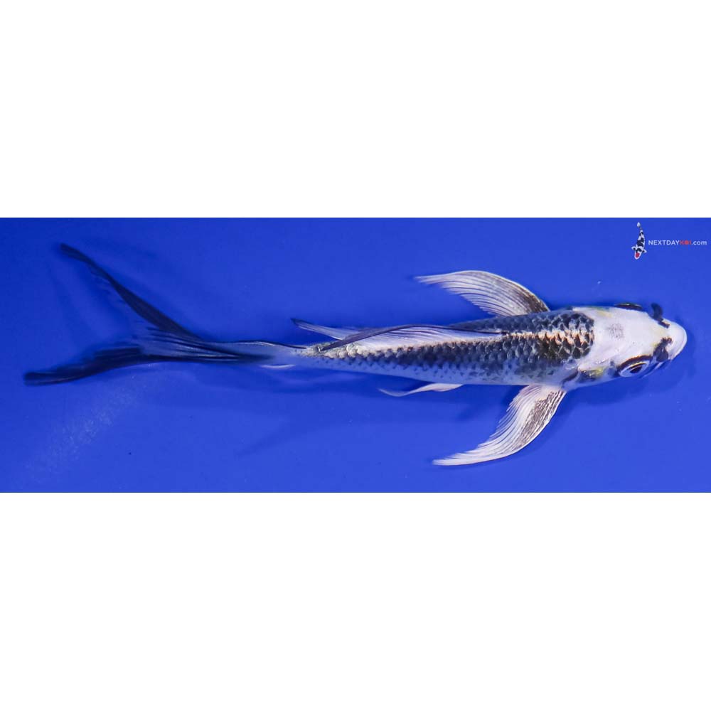 5” Imported Kujaku Butterfly Koi