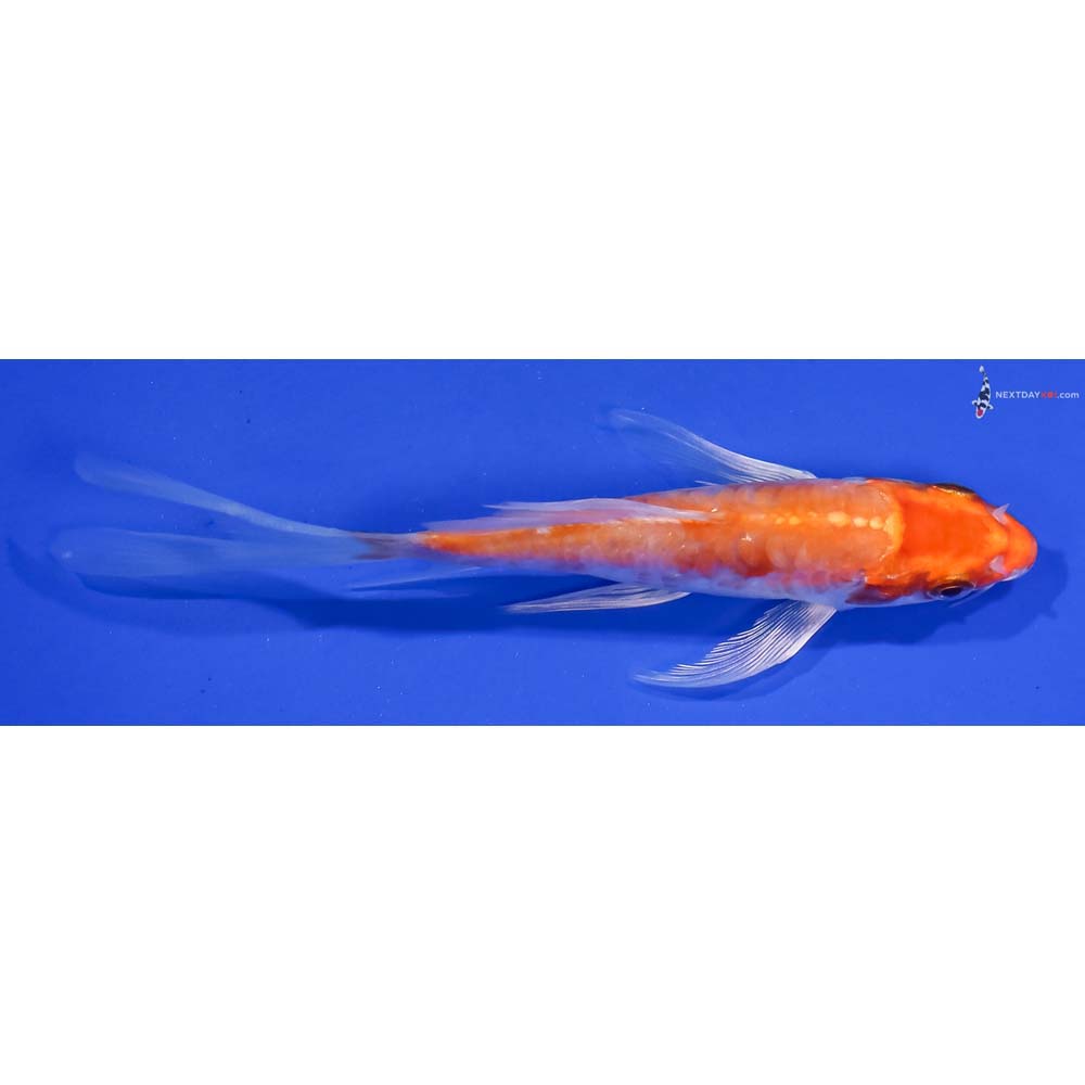 5” Imported Kikusui Butterfly Koi