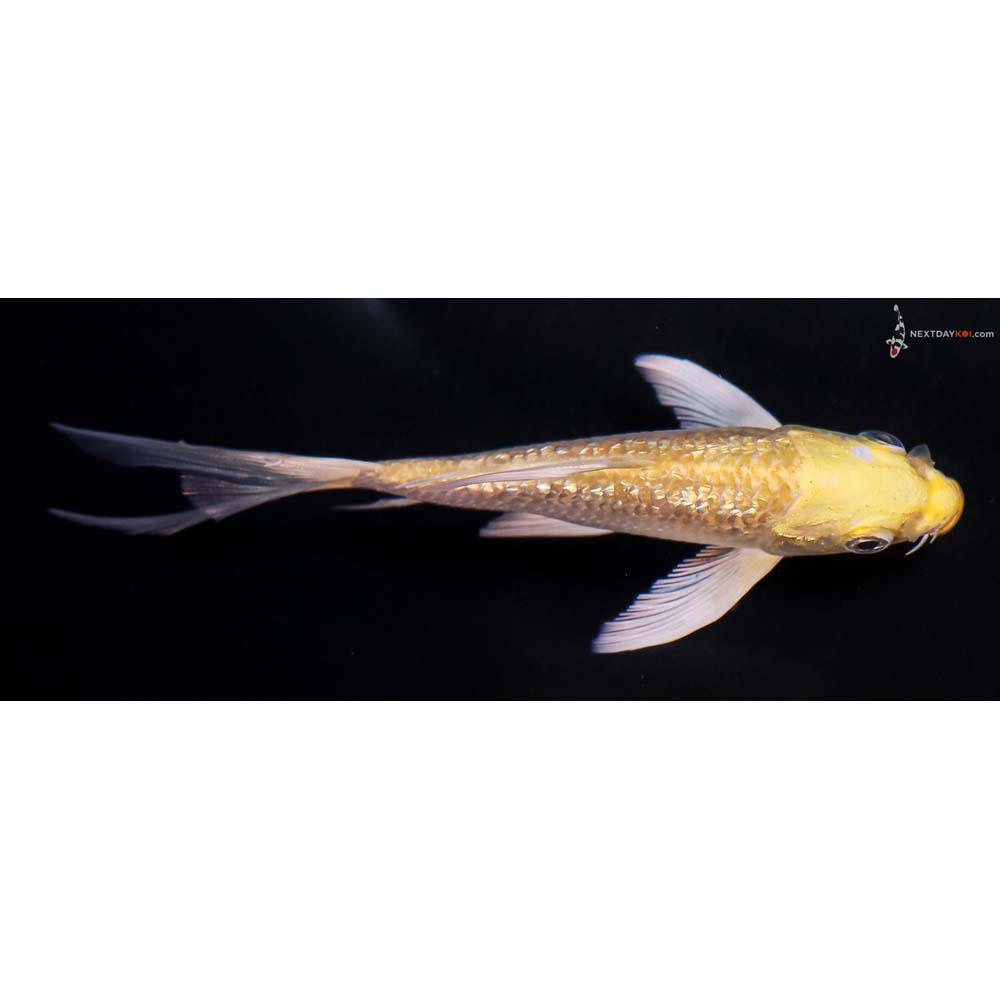 5” Imported Gin Rin Yamabuki Ogon Butterfly Koi