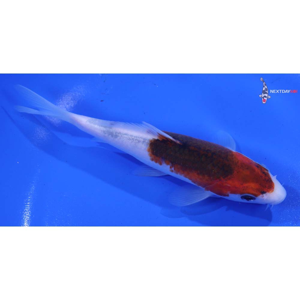 5” Imported Goromo