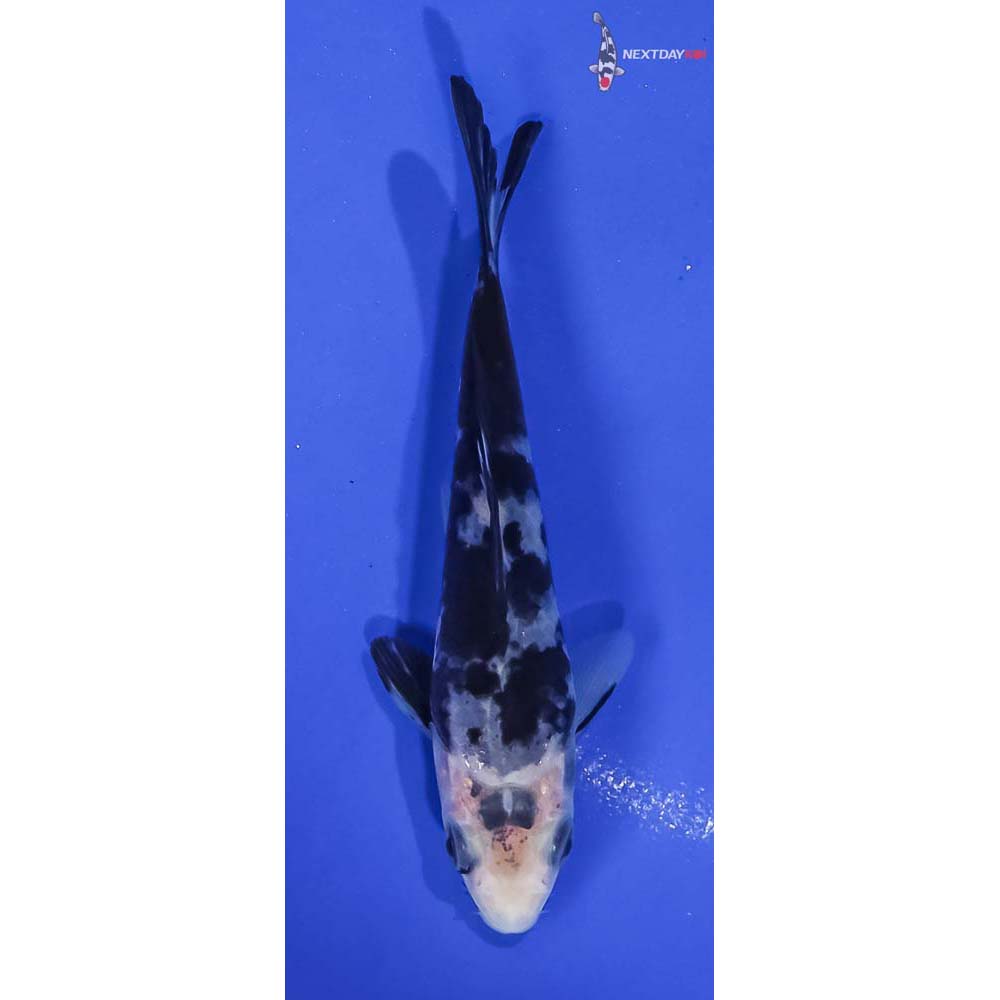 4” Imported Shiro Bekko