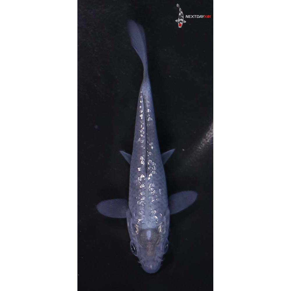 3.5” Imported Gin Rin Soragoi