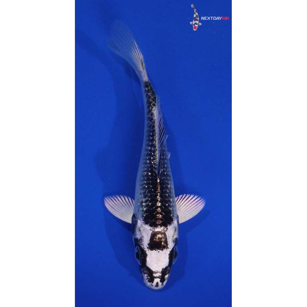 4.5” Imported Gin Rin Gin Matsuba