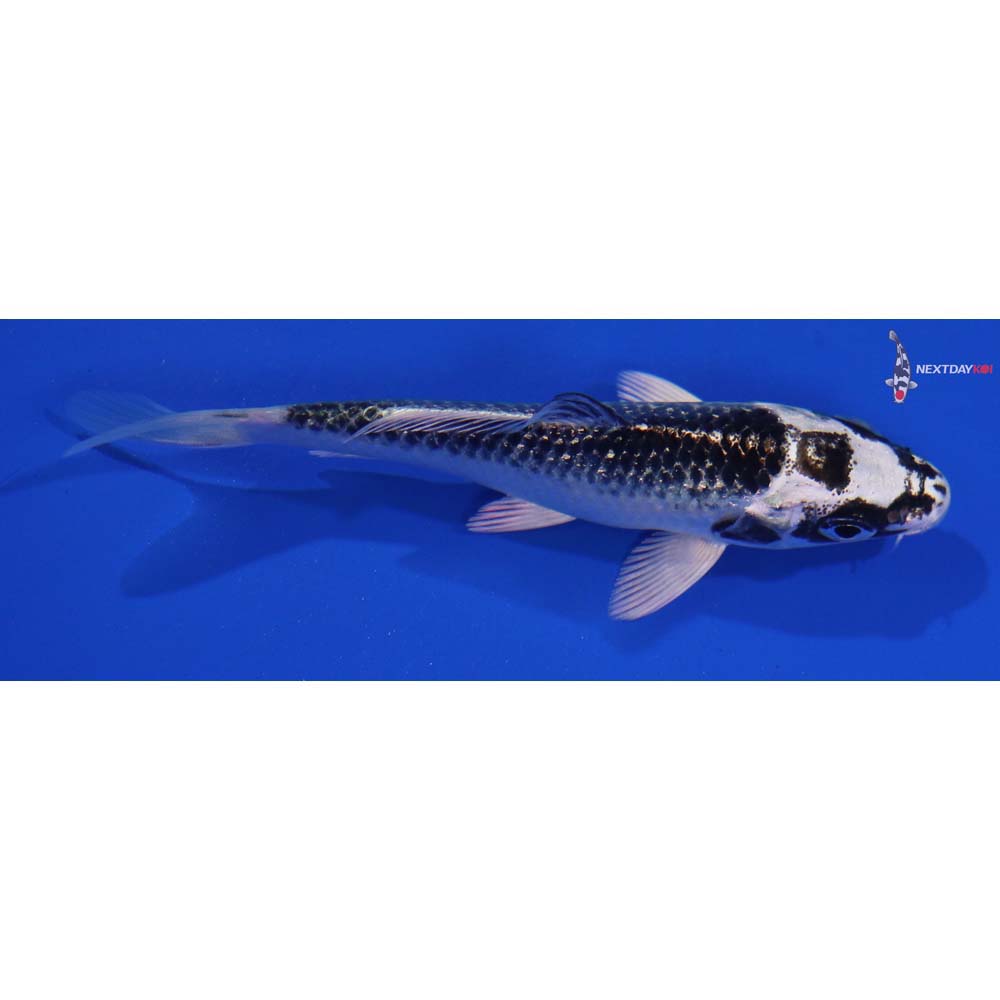 4.5” Imported Gin Rin Gin Matsuba