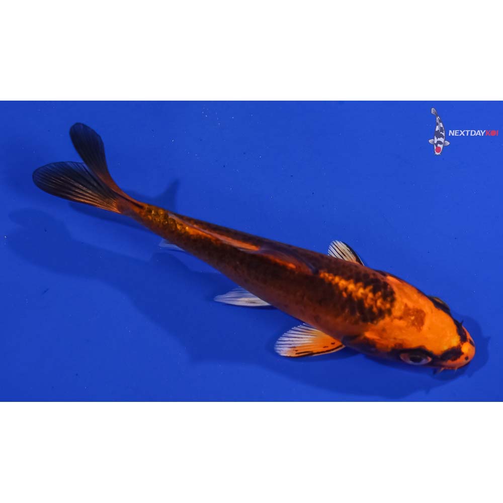 4.5” Imported Orenji Matsuba