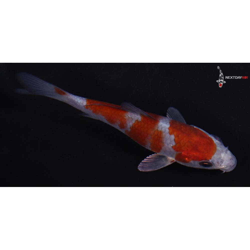 3.5” Imported Ochiba Shigure