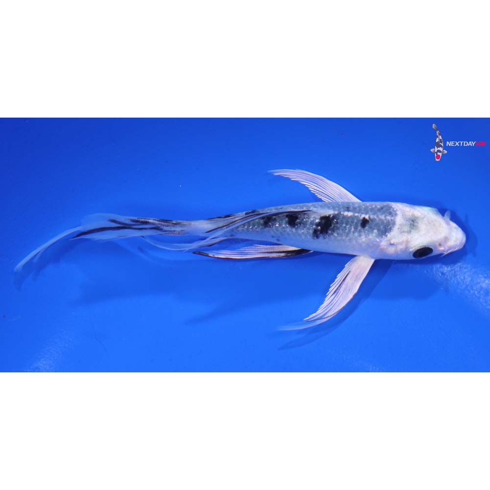 5” Imported Gin Shiro Bekko Butterfly Koi