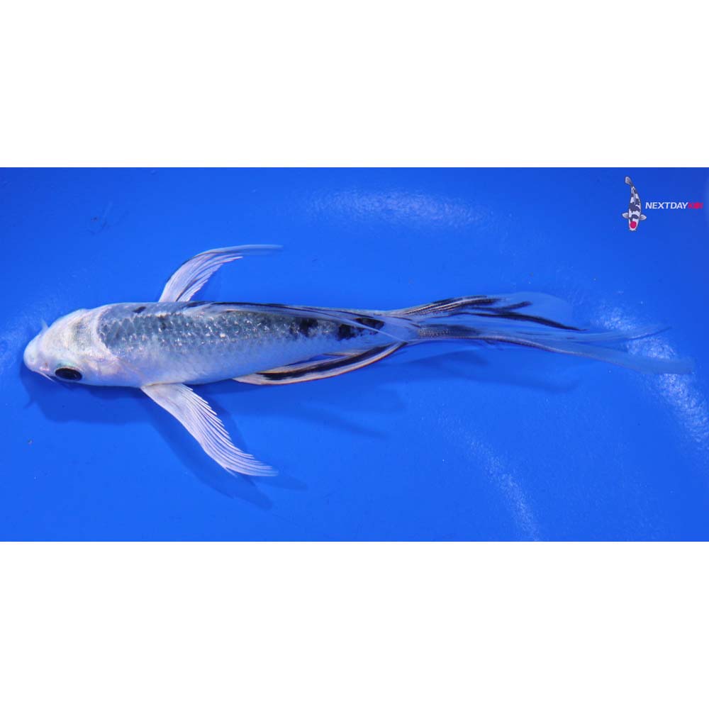 5” Imported Gin Shiro Bekko Butterfly Koi