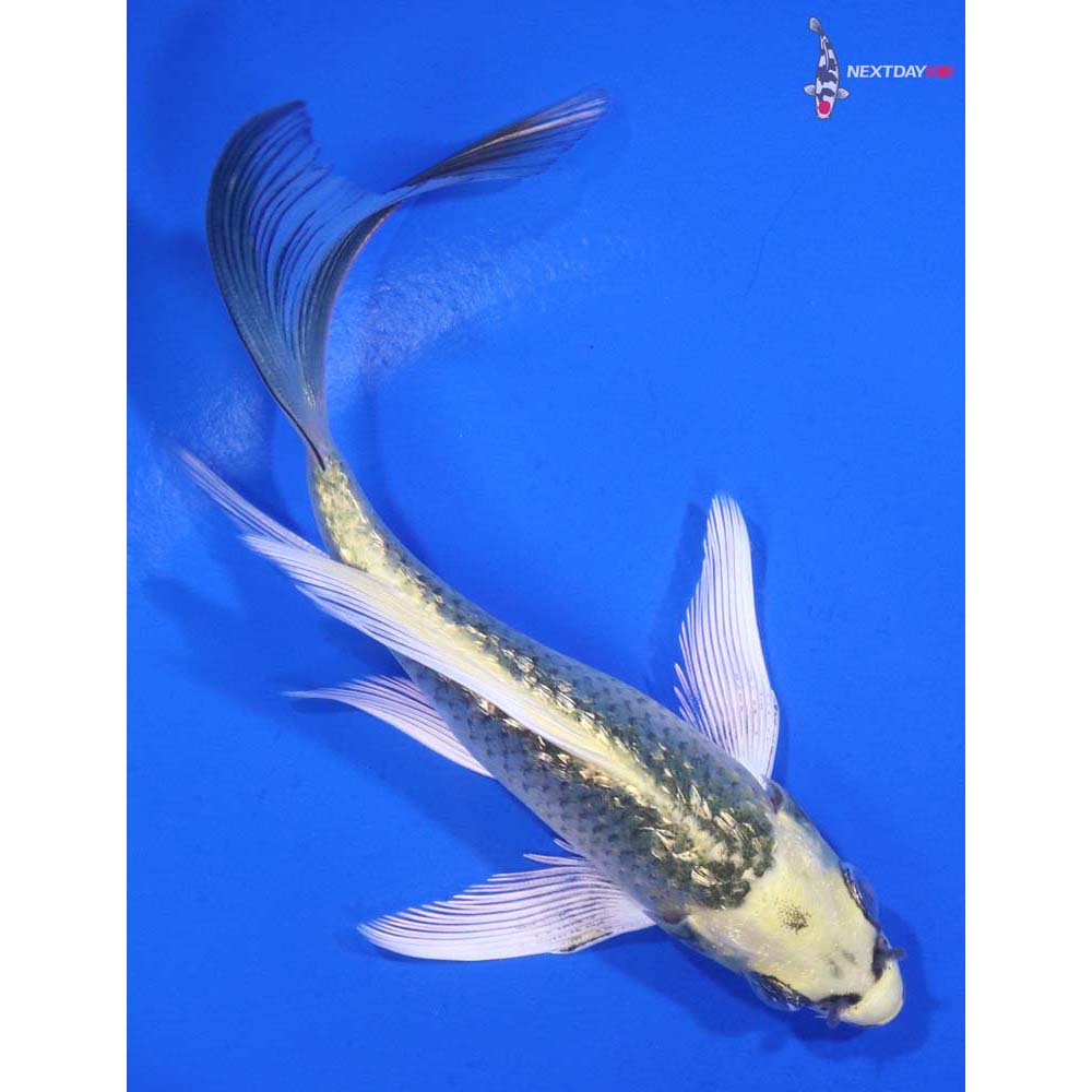 5” Imported Gin Rin Ki Matsuba Butterfly Koi
