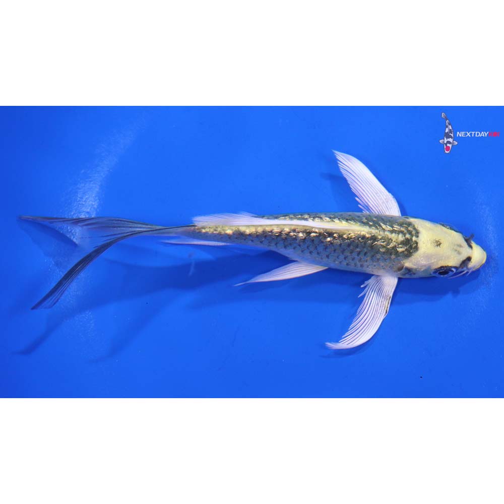 5” Imported Gin Rin Ki Matsuba Butterfly Koi